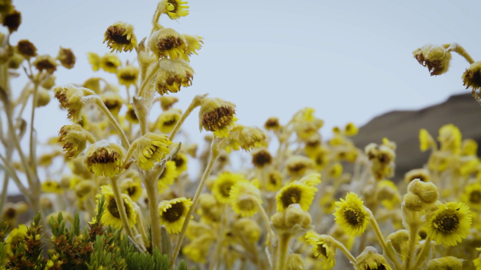 Trekking Páramo Sumapaz (6)